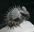 Spiny Enrolled Drotops Armatus Trilobite (Reduced Price!) #8644-5